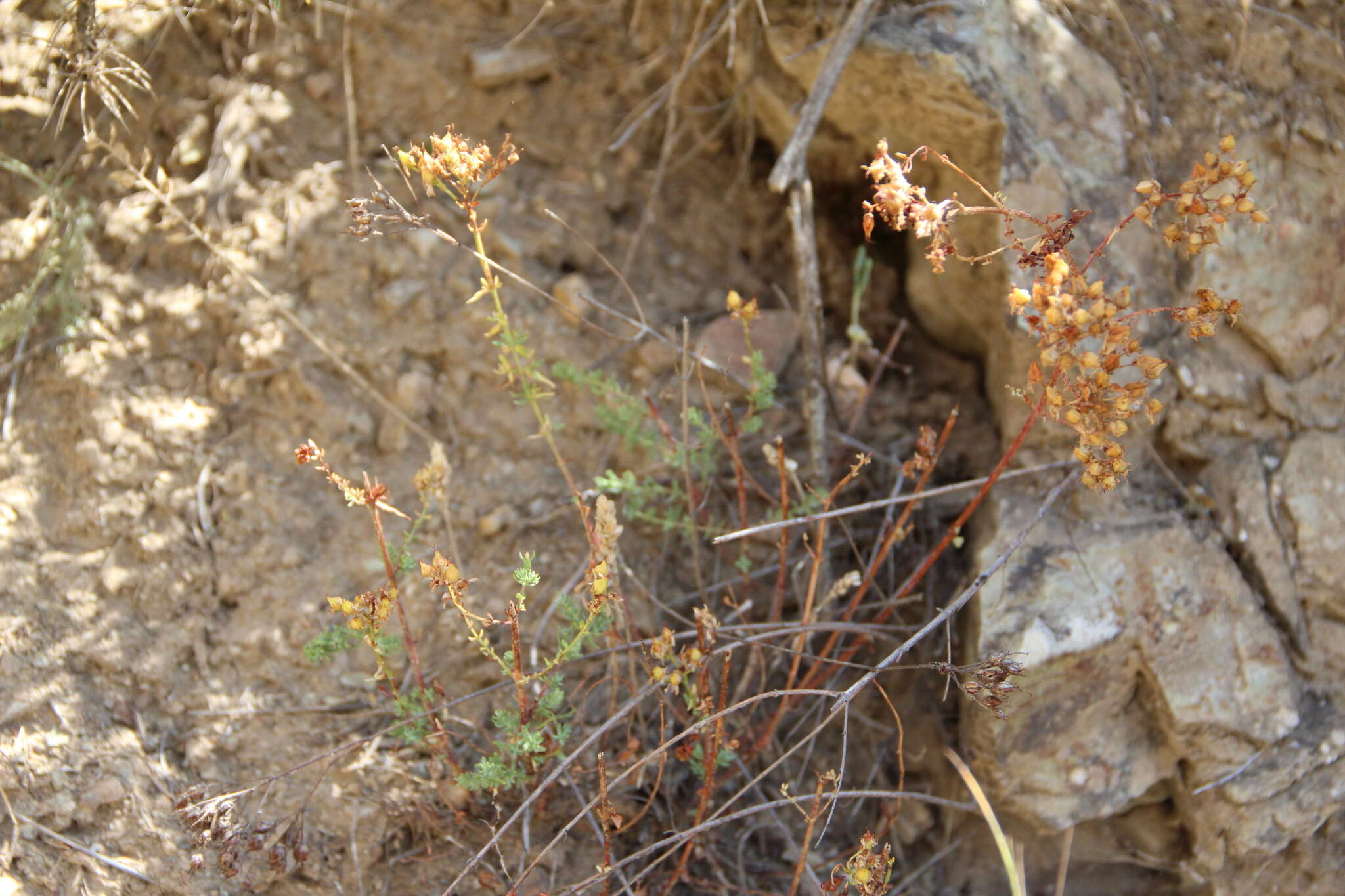 Image of Hypericum scabrum L.