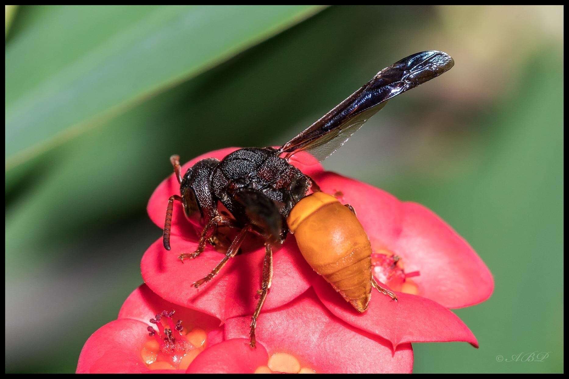 Sivun Tricarinodynerus guerinii (de Saussure 1852) kuva