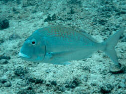 Image of Pacific porgy