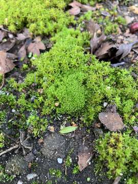 Image of Hornschuch's beard-moss