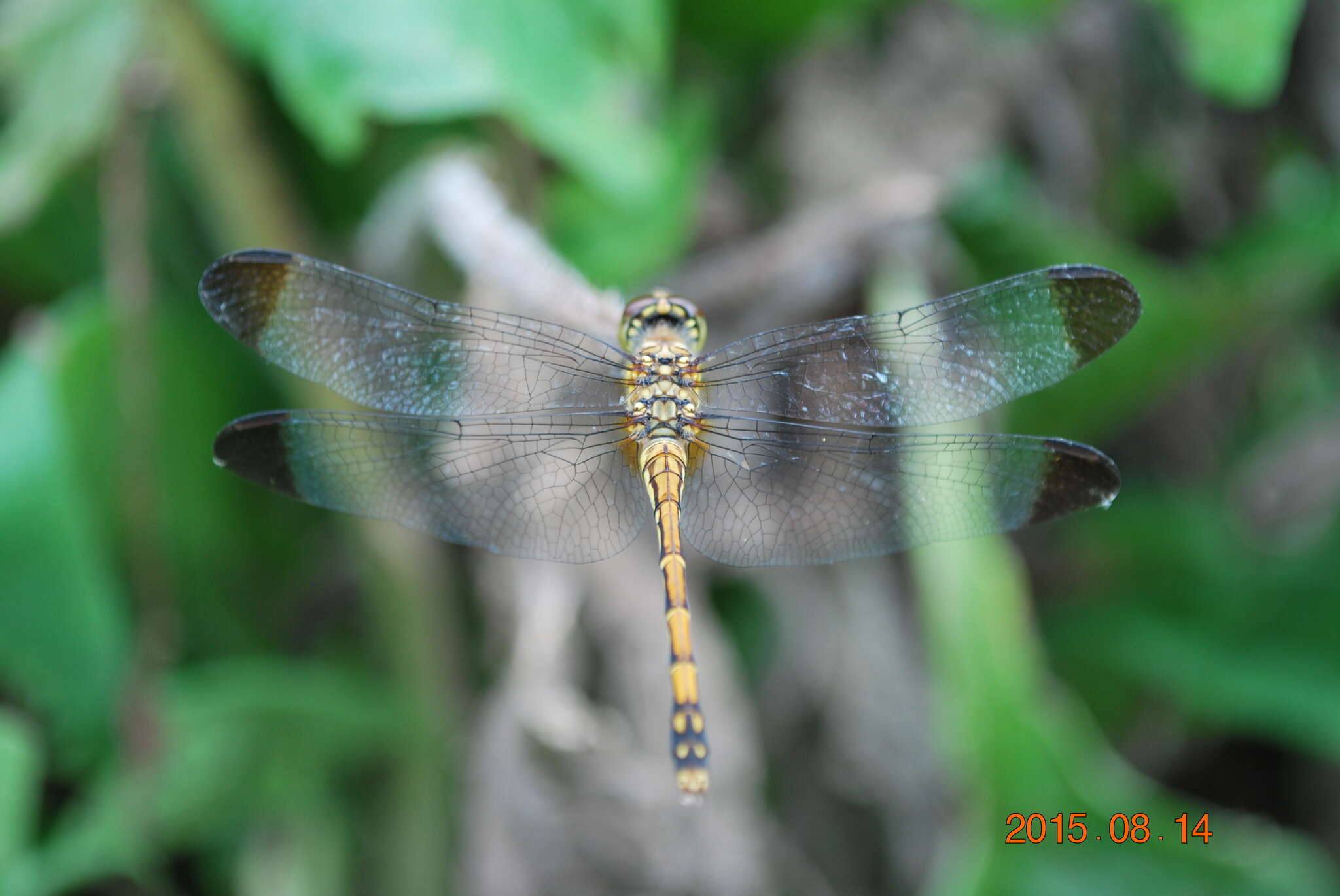 Image of Sympetrum infuscatum (Selys 1883)