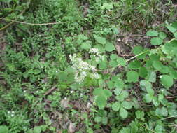 Слика од Thalictrum baicalense Turcz. ex Ledeb.