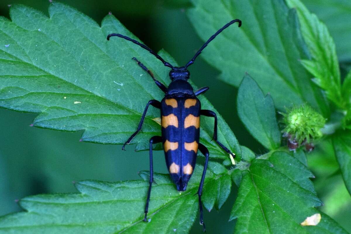 Image of Leptura quadrifasciata Linné 1758