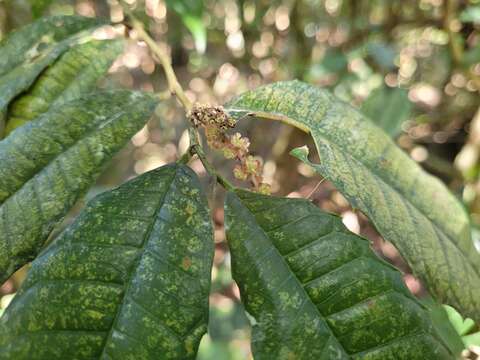 Image of Sorocea bonplandii (Baill.) Burger, Lanj. & Boer