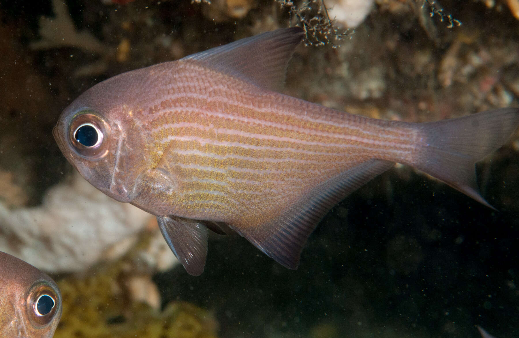 Imagem de Pempheris multiradiata Klunzinger 1879