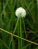 Image of Cyperus alatus subsp. albus (Nees) Lye