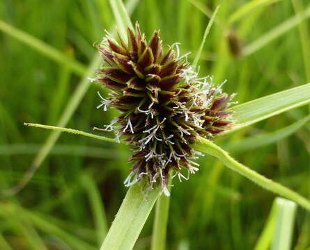 Image of Cyperus bracheilema (Steud.) Mattf. & Kük.