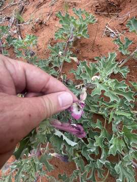 Image of devil's claw