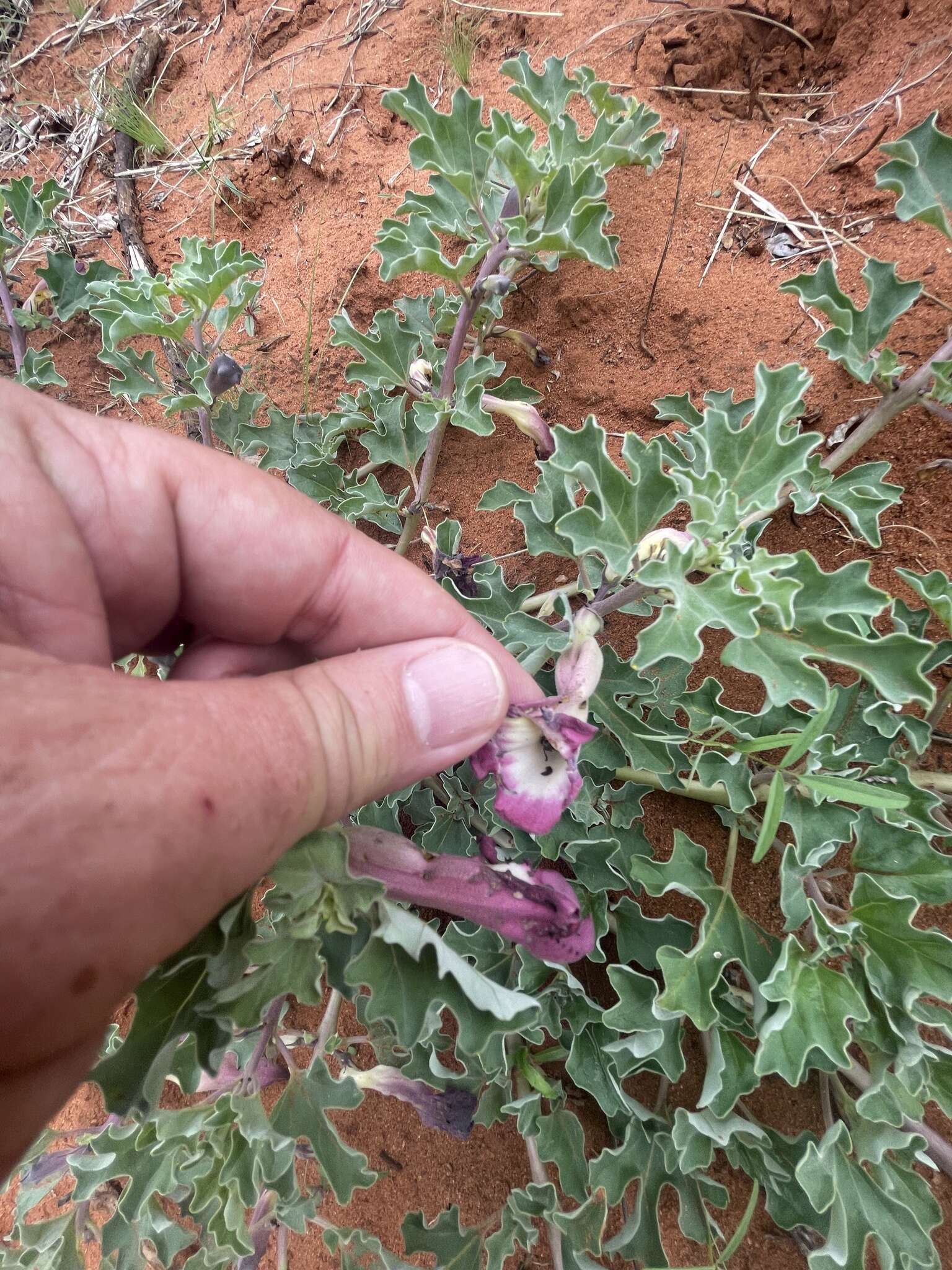 Слика од Harpagophytum procumbens (Burch.) DC. ex Meissn.