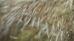 Image of Stipagrostis zeyheri (Nees) De Winter