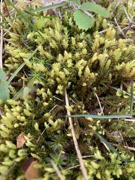 Image of turgid aulacomnium moss