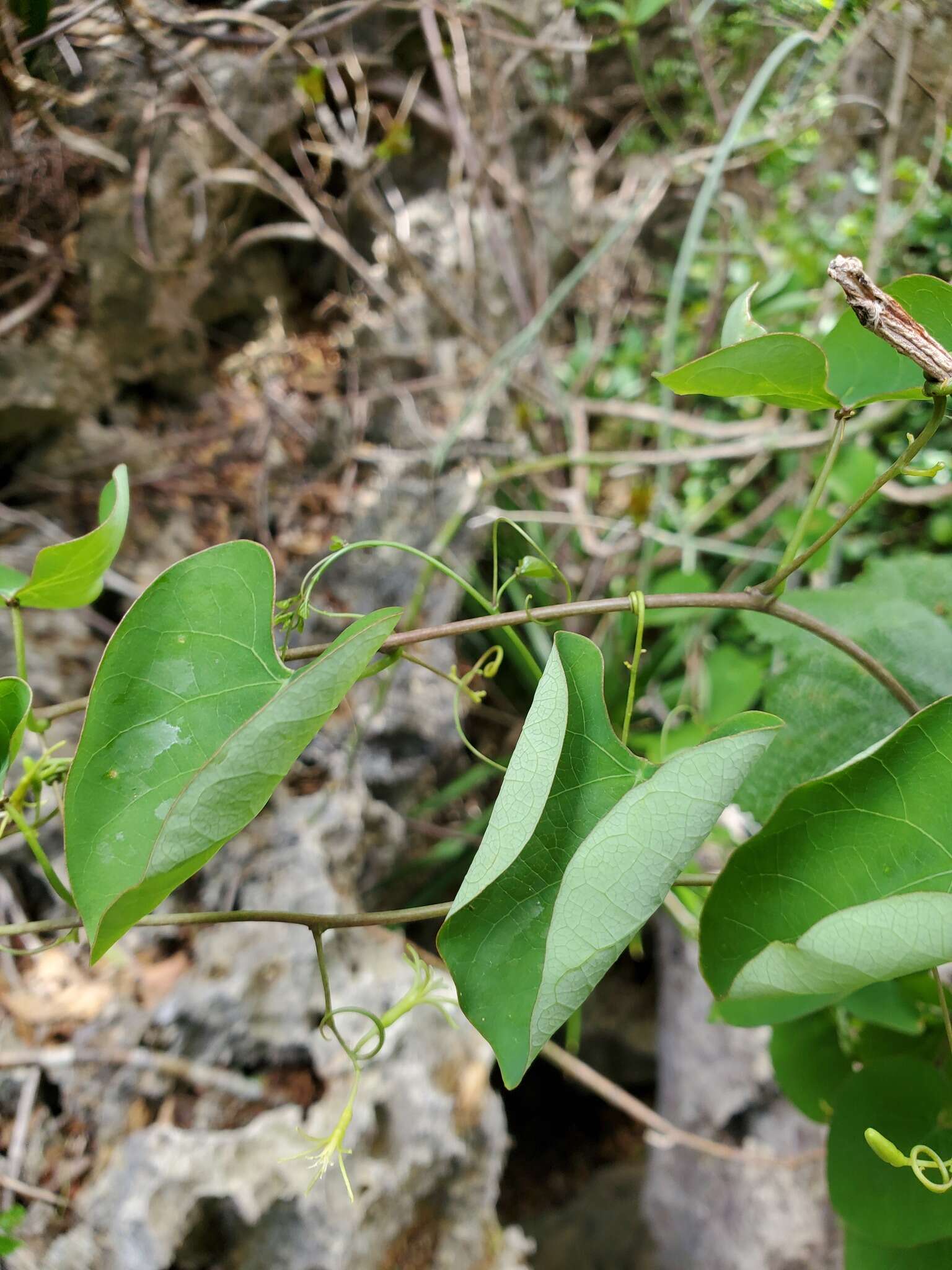 Sivun Adenia olaboensis Clav. kuva