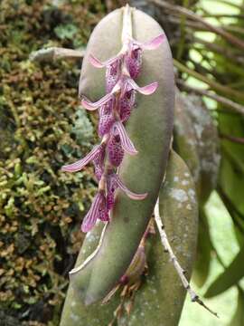 Image of hairy bonnet orchid