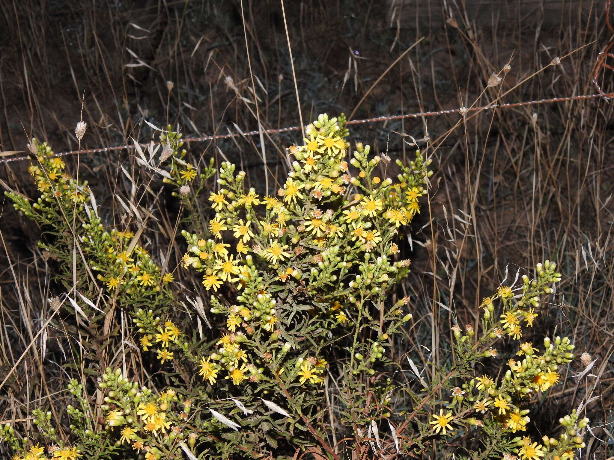 Image of Dittrichia viscosa subsp. revoluta (Hoffmgg. & Link) P. Silva & Tutin