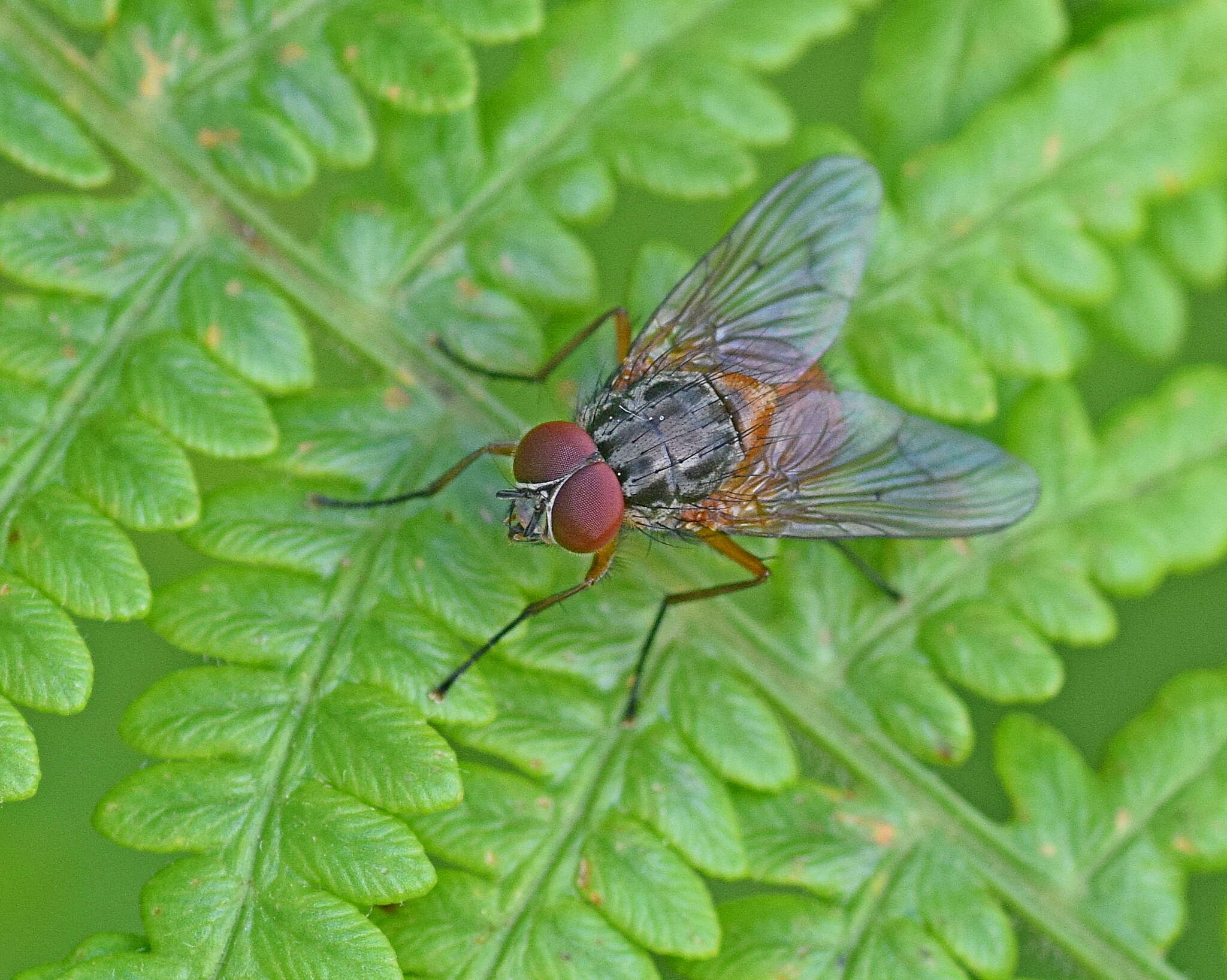 Image of Phaonia subventa (Harris 1780)