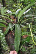 Image of Anthurium michelii Guillaumin