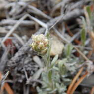 Imagem de Antennaria rosea subsp. confinis (Greene) R. J. Bayer