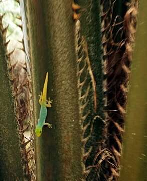 Image of Cameroon Dwarf Gecko