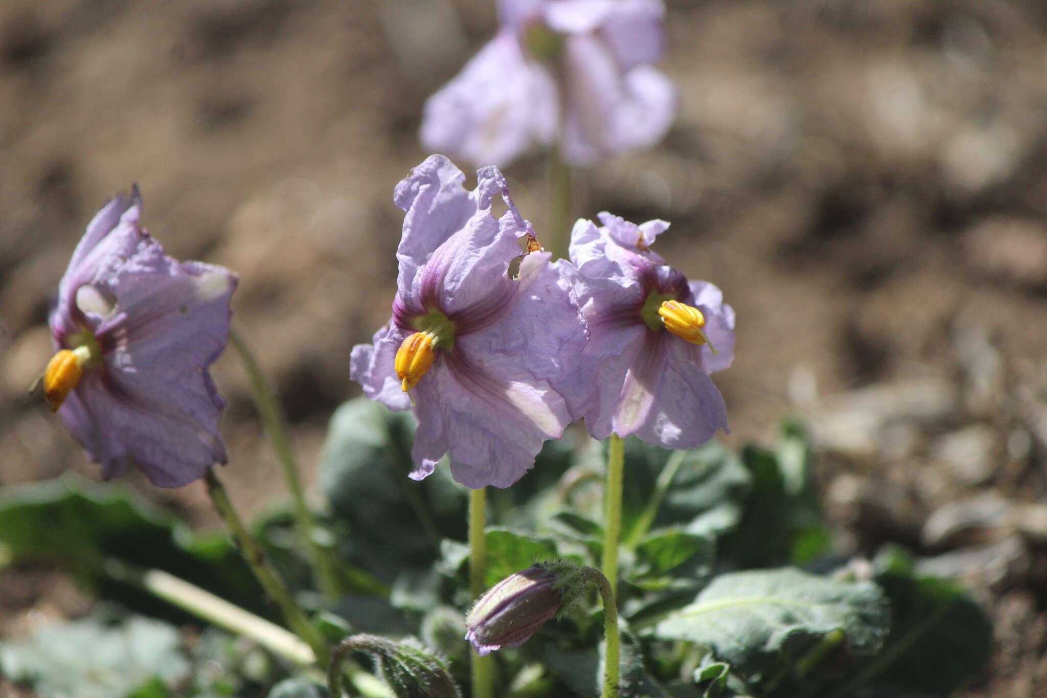 Image of Lycianthes peduncularis (Schltdl.) Bitter