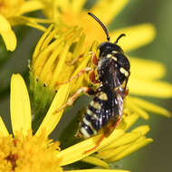 Imagem de Nomada rufipes Fabricius 1793