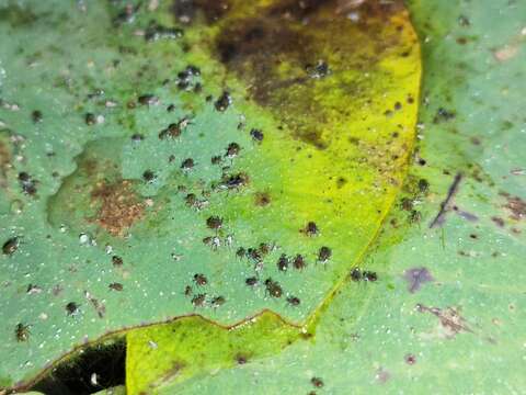 Image of Water lily aphid