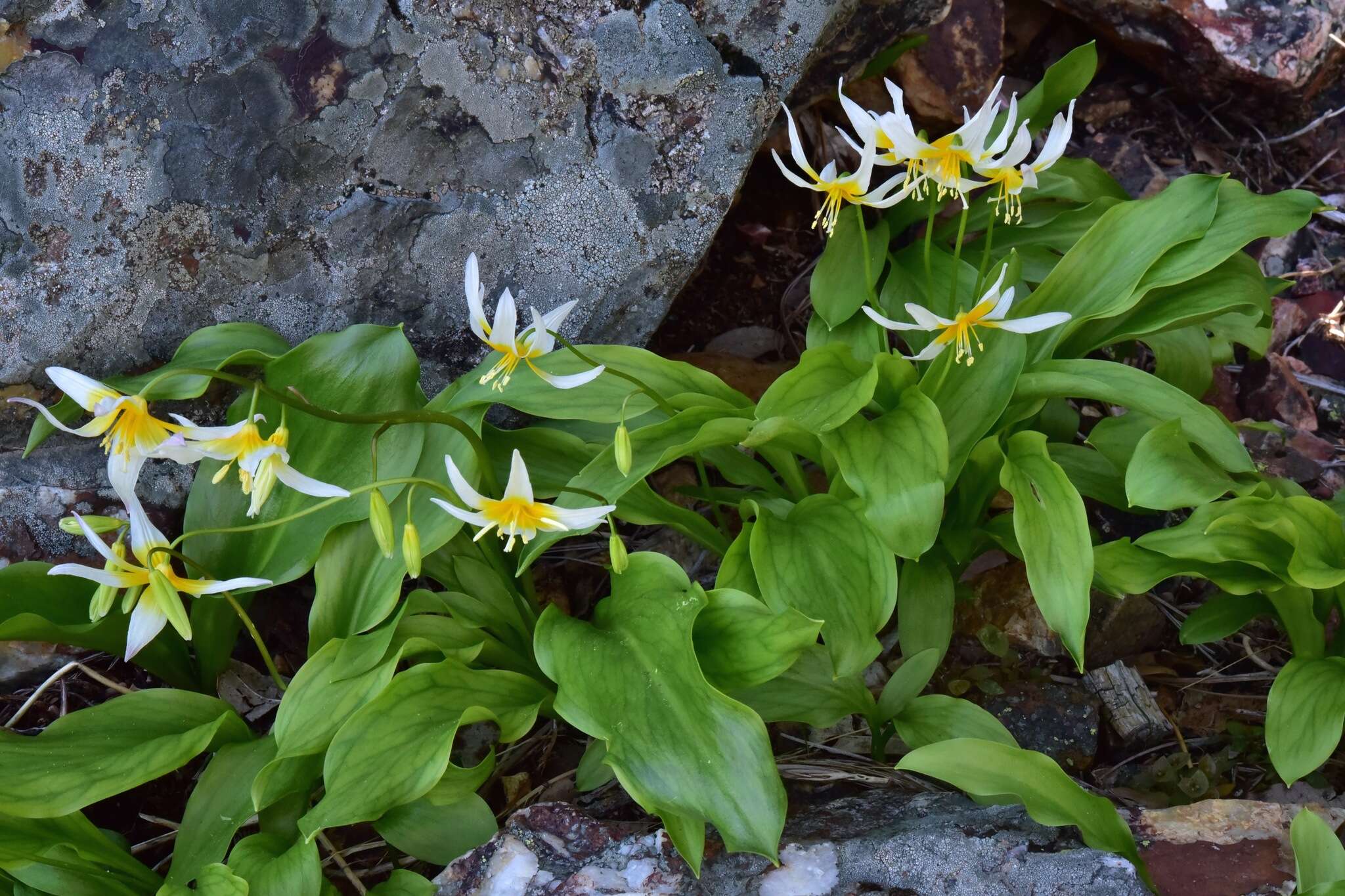 Image of Taylor's fawnlily