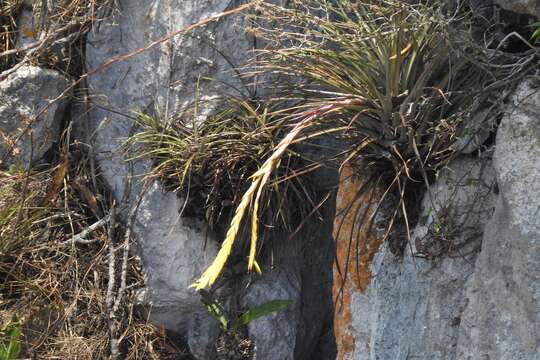 Image de Tillandsia fasciculata var. fasciculata