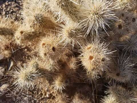 Image de <i>Cylindropuntia chuckwallensis</i>