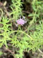 صورة Sclerolepis uniflora (Walt.) Britt., Sterns & Pogg.