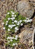 Imagem de Phlox diffusa Benth.