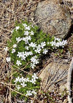 Imagem de Phlox diffusa Benth.