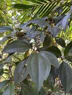 Imagem de Miconia mirabilis (Aubl.) L. O. Williams