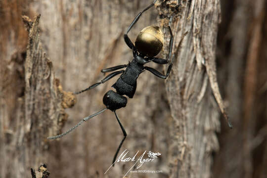 Image of Polyrhachis euterpe Forel 1902