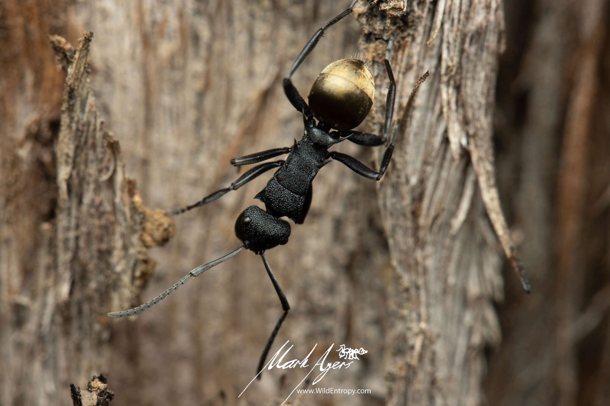 Image de Polyrhachis euterpe Forel 1902