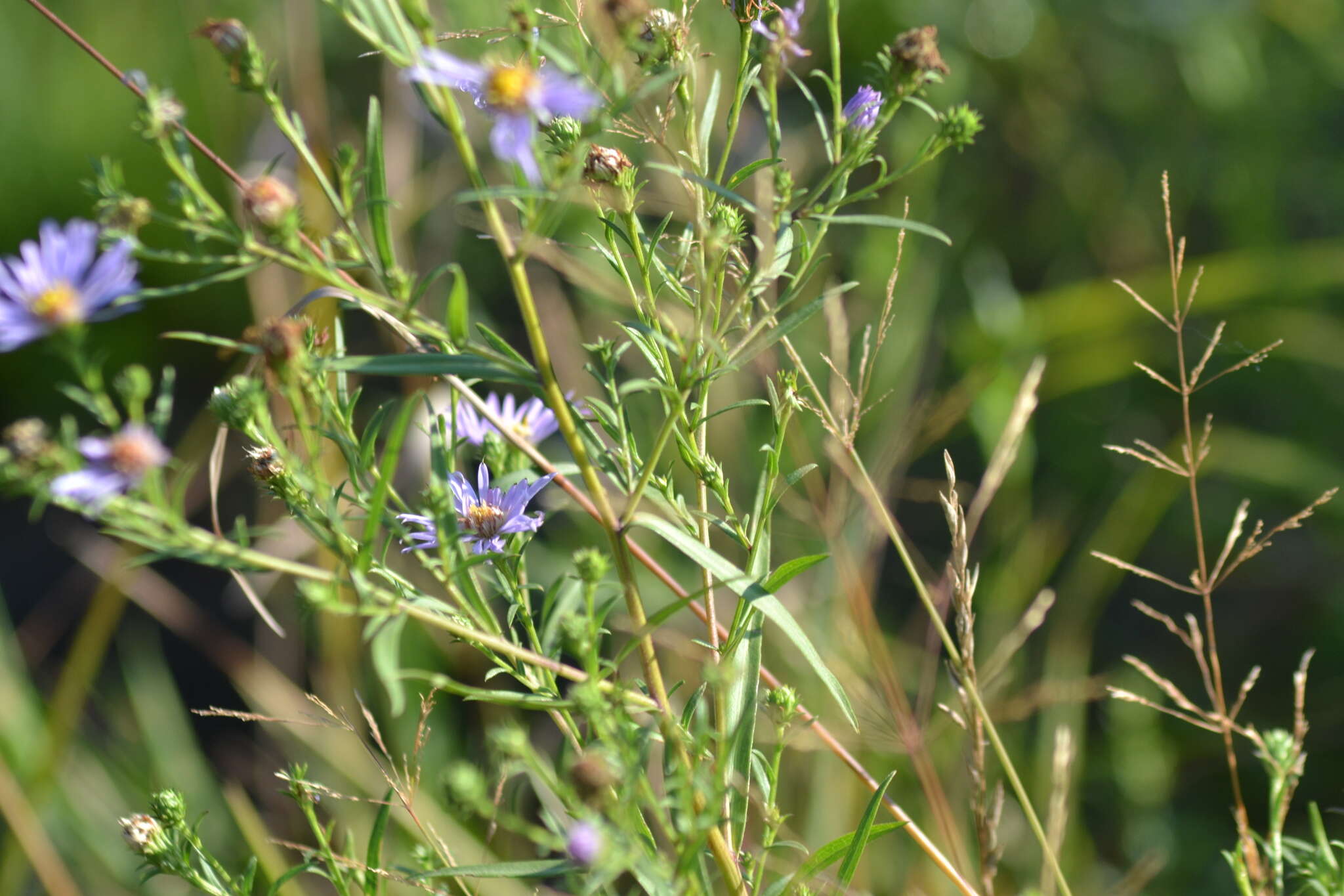 Image of Robyns' American-Aster