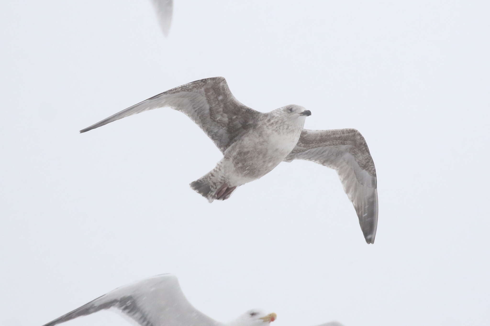 Слика од Larus argentatus argenteus Brehm, CL & Schilling 1822