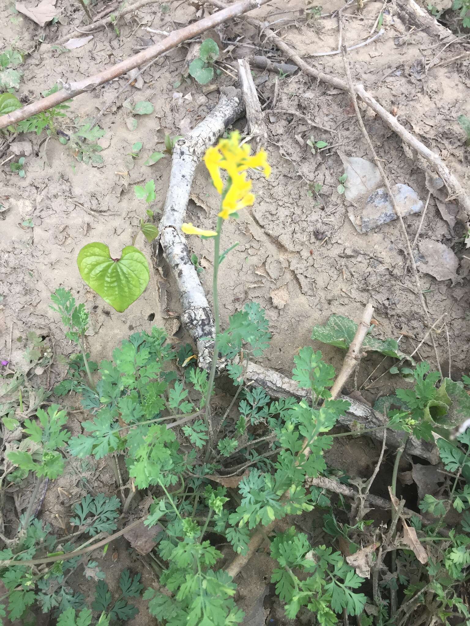 Image of smallflower fumewort