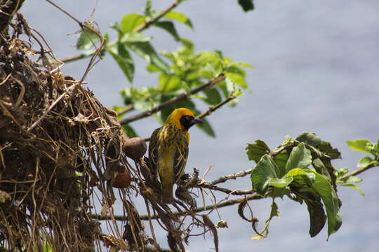 Image of Speke's Weaver