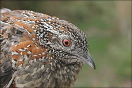 Image of Painted Buttonquail