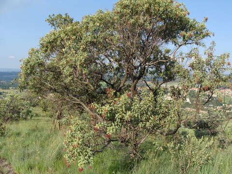 Image of Ozoroa paniculosa (Sond.) R. & A. Fernandes