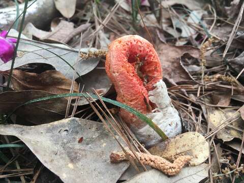 Imagem de Clathrus columnatus Bosc 1811