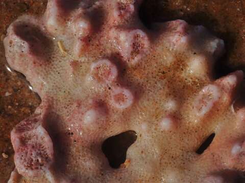 Image of Pocillopora aliciae Schmidt-Roach, Miller & Andreakis 2013