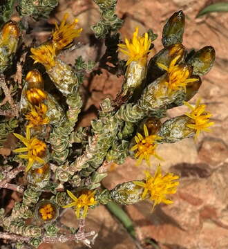 Imagem de Pteronia glomerata L. fil.