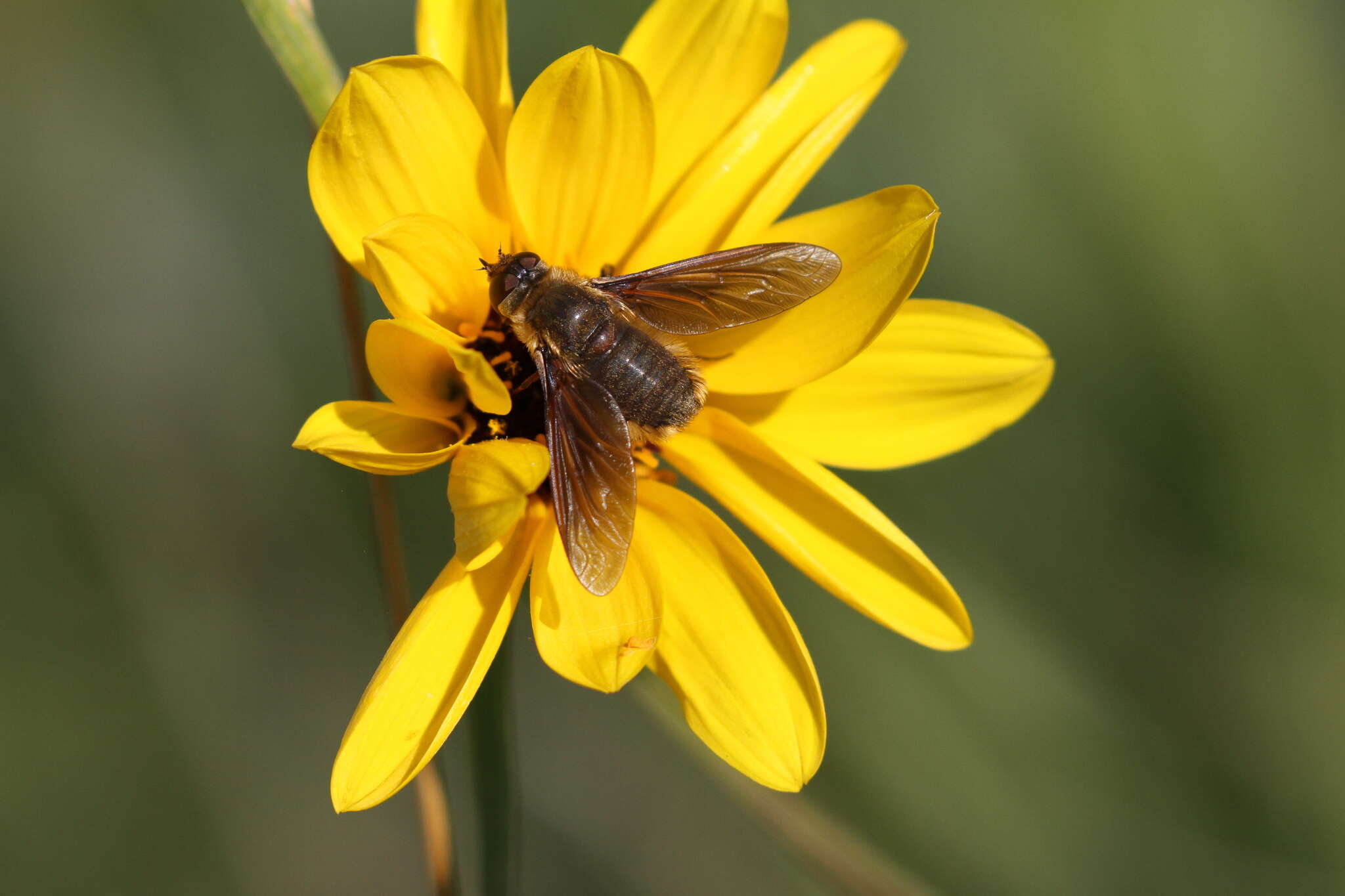 Image of Poecilanthrax tegminipennis (Say 1824)