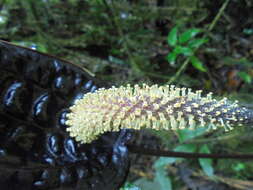 Image of Anthurium caramantae Engl.