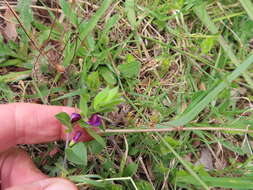 Imagem de Psoralea imbricata (L. fil.) T. M. Salter