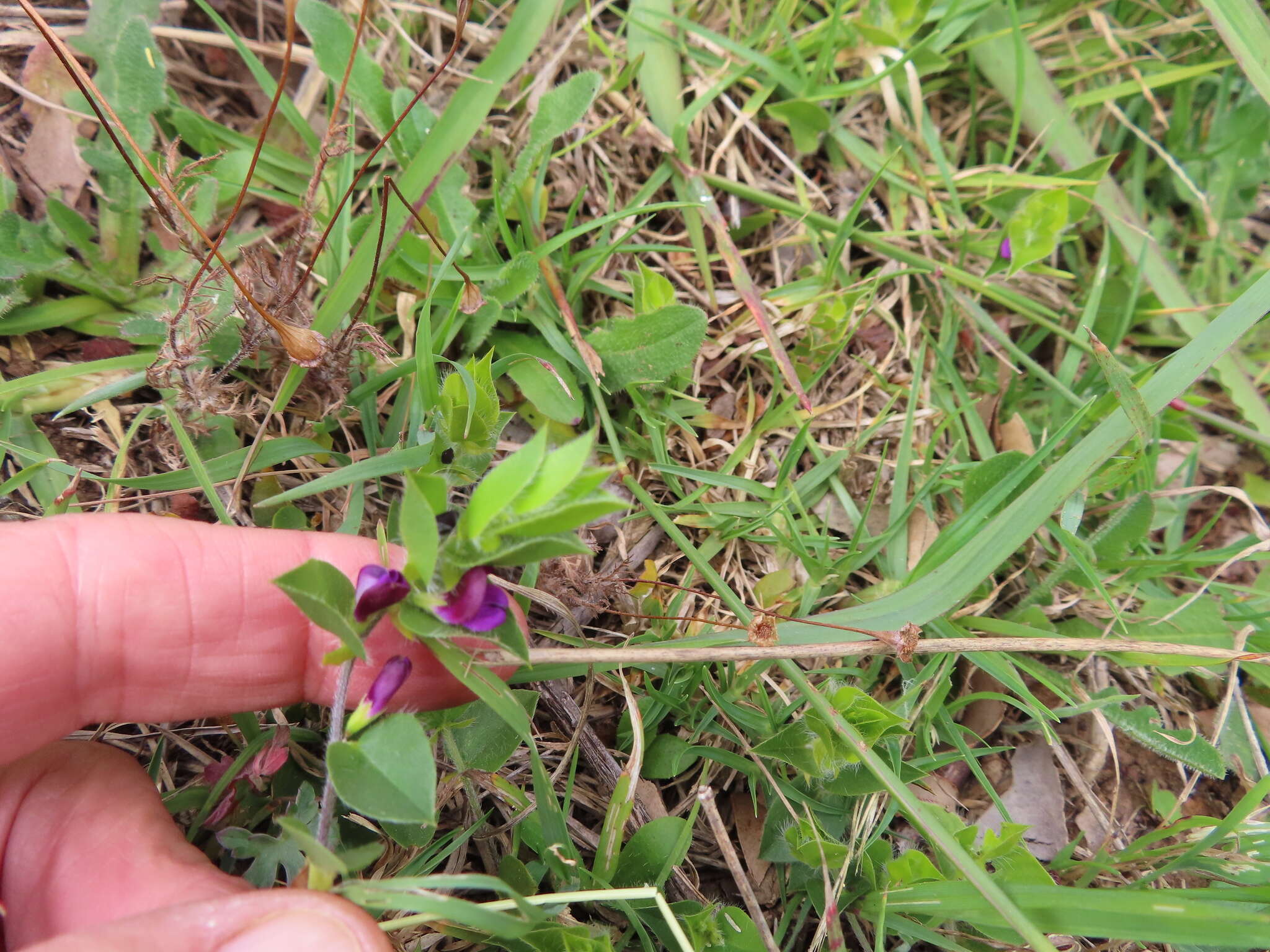 Imagem de Psoralea imbricata (L. fil.) T. M. Salter