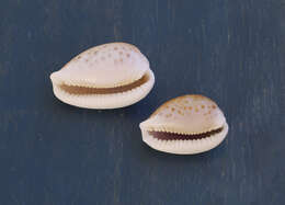 Image of separated cowry (from spurca and gangranosa)