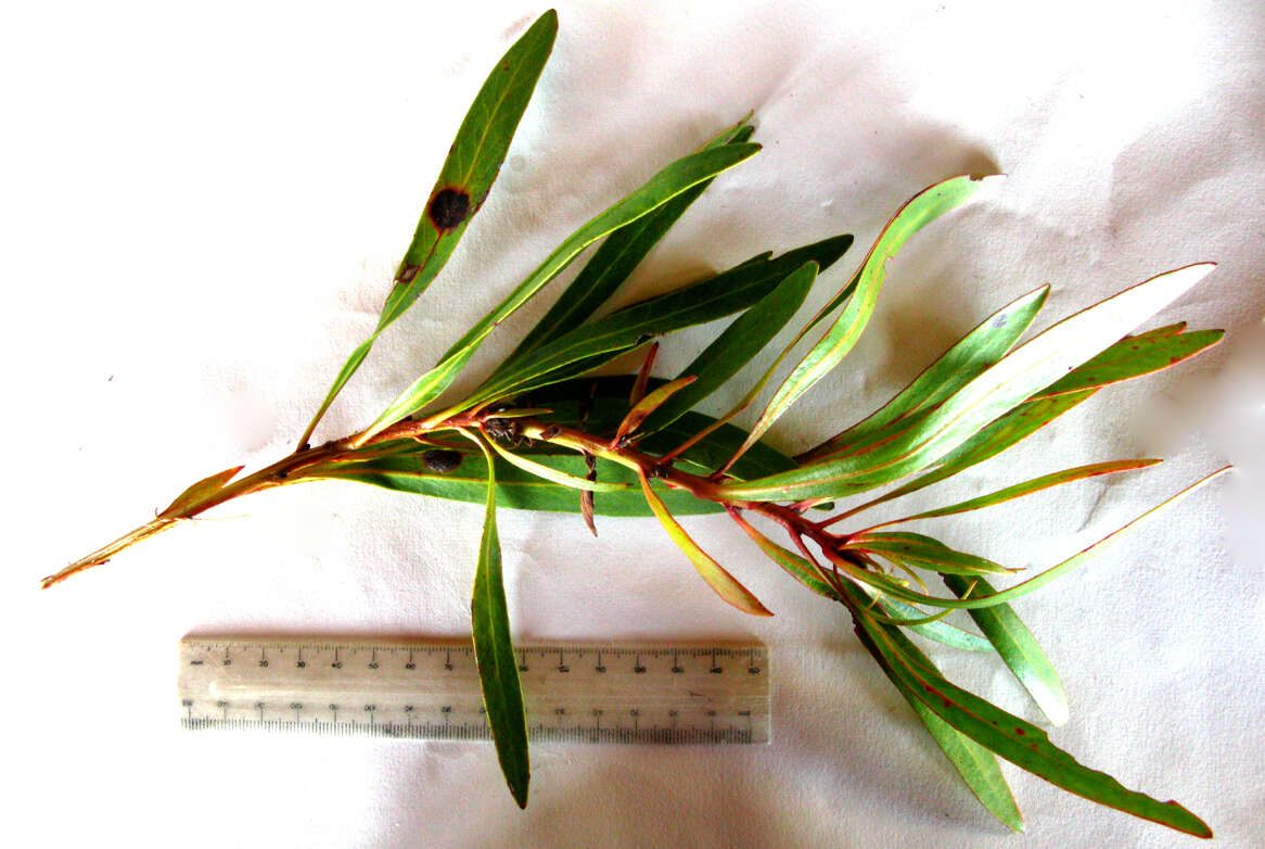 Image of Protea tenax (Salisb.) R. Br.