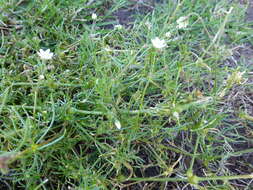 Image of corn spurrey